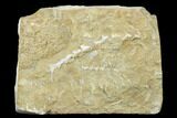 Plate of Archimedes Screw Bryozoan Fossils - Alabama #178204-1